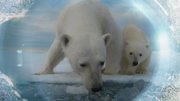 BBC  ϵļ Pola Bear Spy on the Ice
