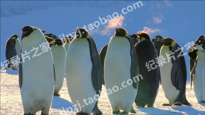 BBC  Penguin Spy In The Huddle