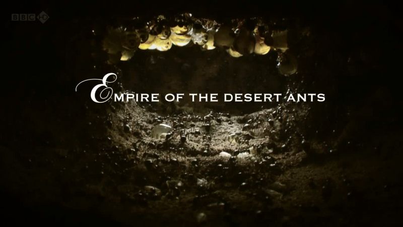 BBC ɳĮϵ۹ Empire of the Desert Ants
