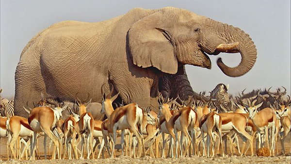 BBC .Ǳ  David Attenboroughs Africa