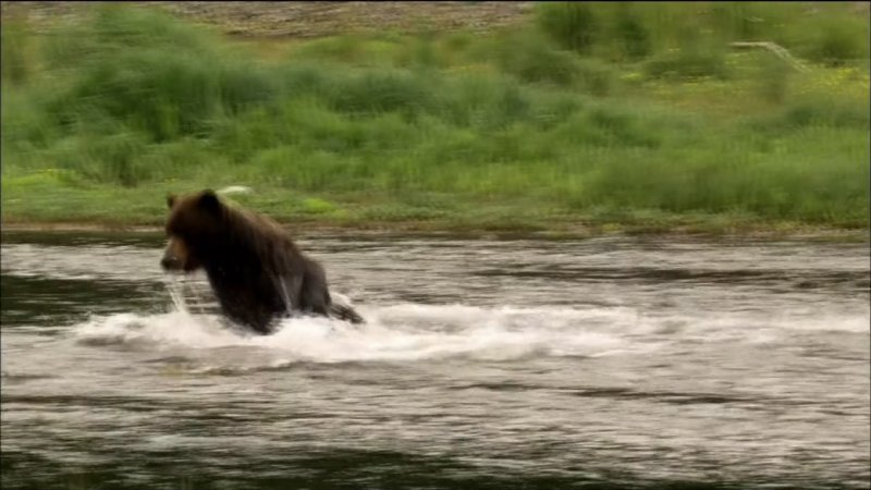 PBS Ȼ ܱ Fortress of the Bears